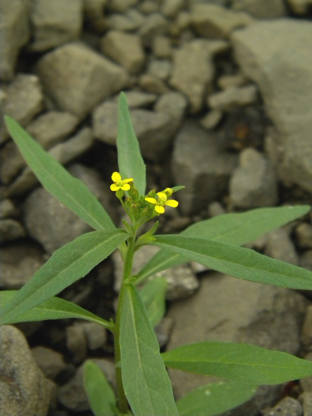 Image of Erysimum cheiranthoides specimen.