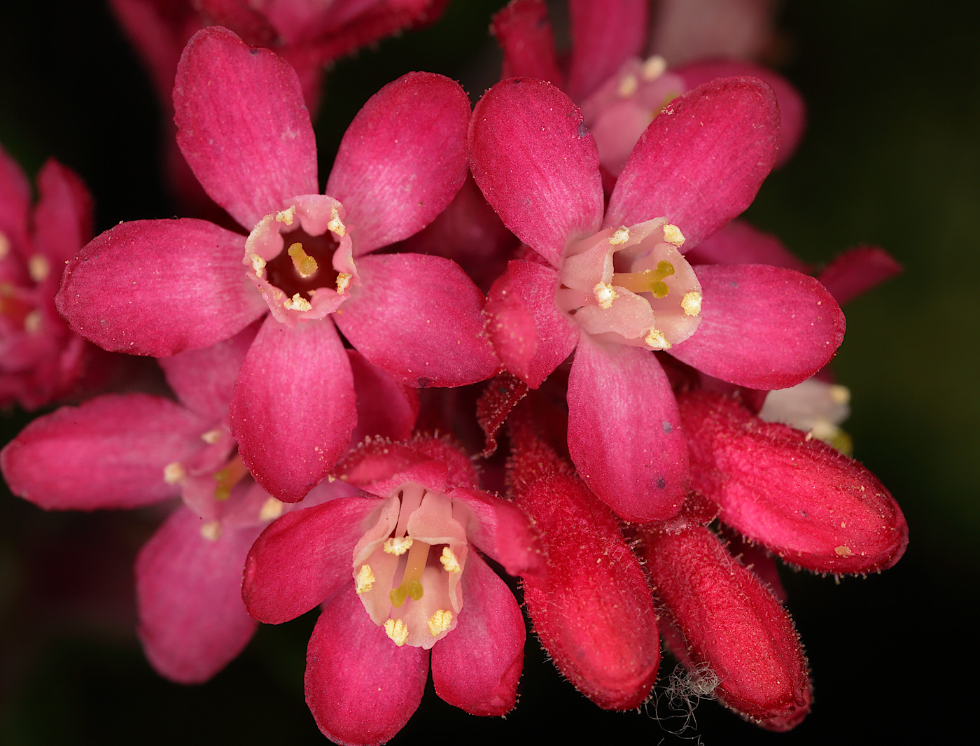 Image of Ribes sanguineum specimen.