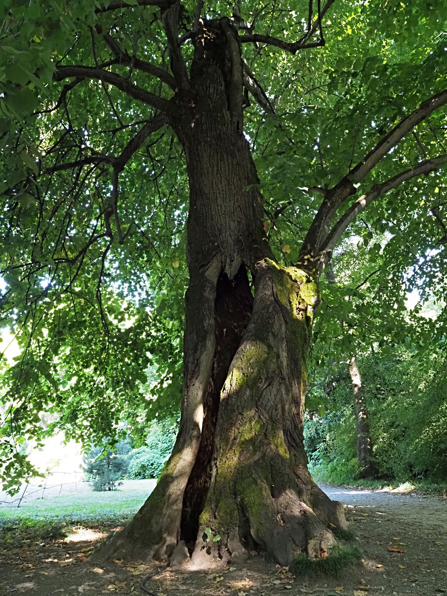 Image of genus Tilia specimen.