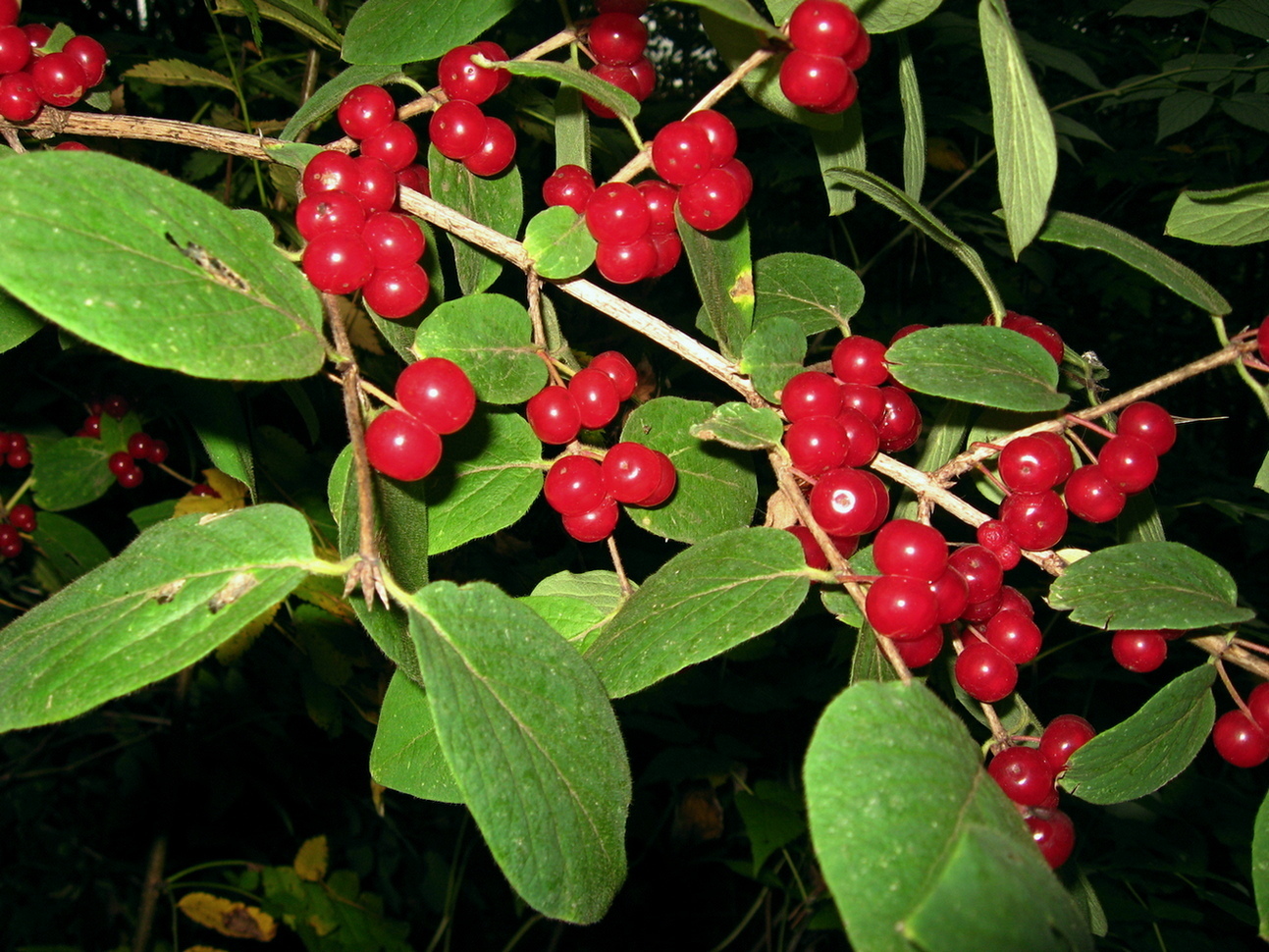 Image of Lonicera xylosteum specimen.