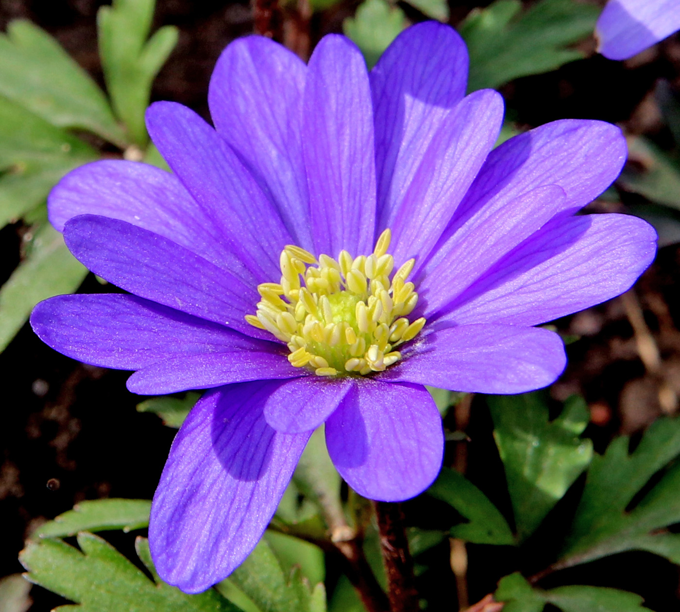 Изображение особи Anemone blanda.