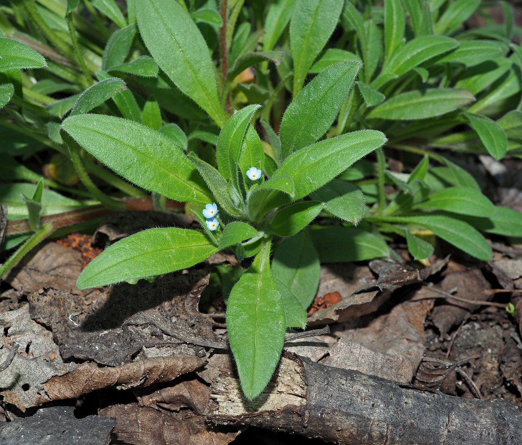 Изображение особи Myosotis sparsiflora.