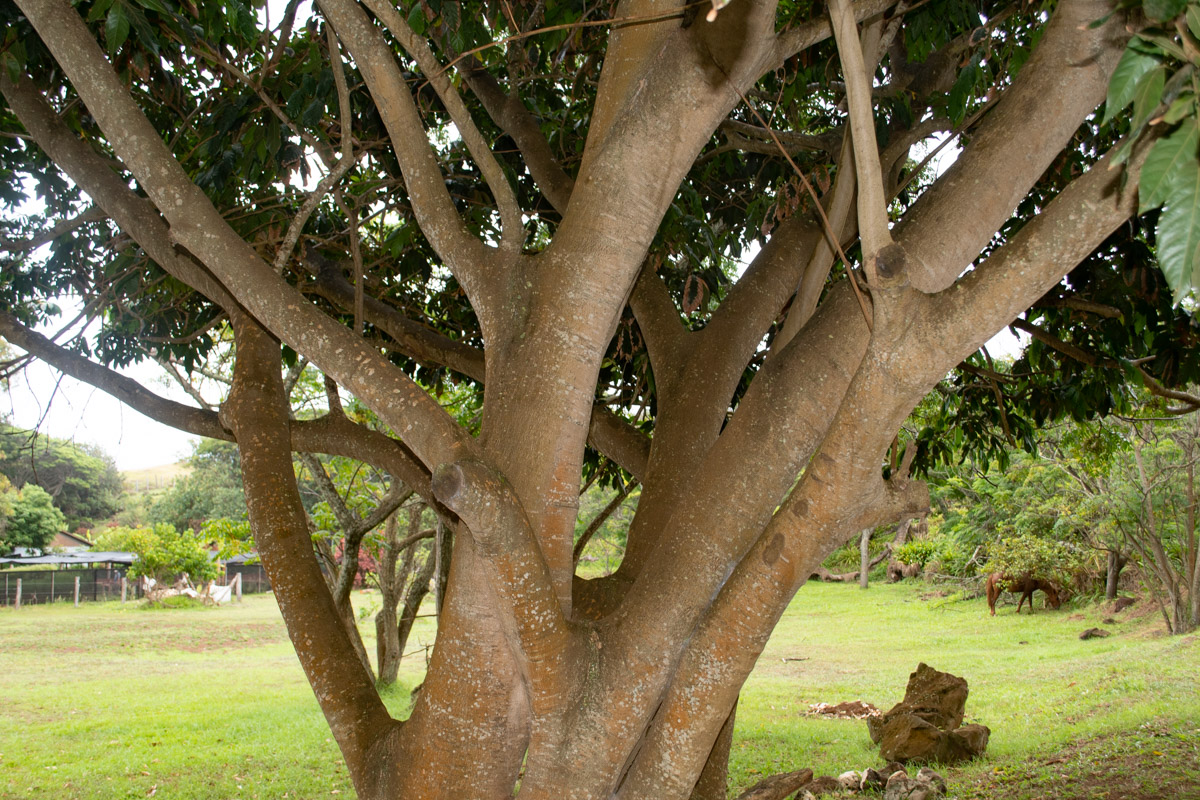 Image of Inga feuillei specimen.