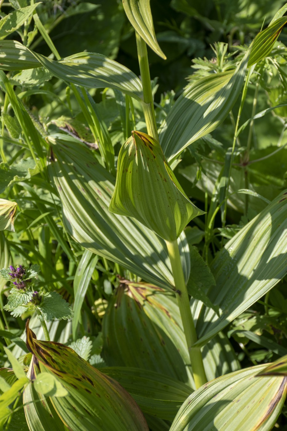 Изображение особи Veratrum lobelianum.