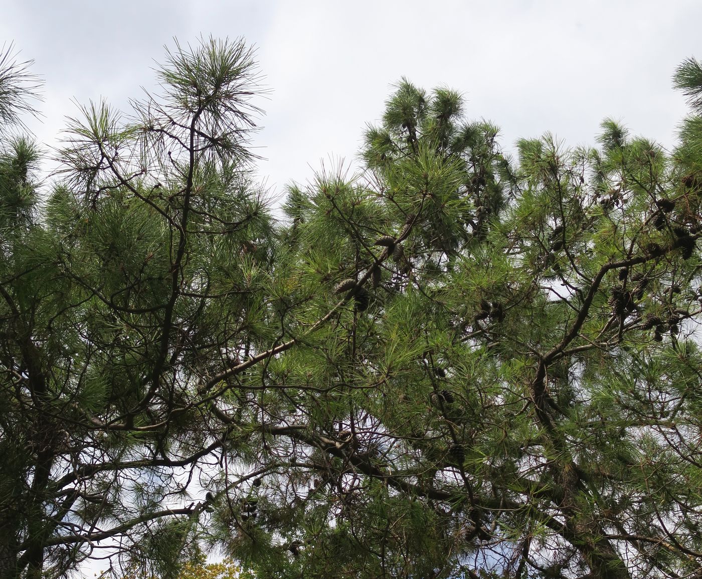 Image of Pinus pinaster specimen.