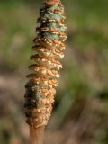 Equisetum arvense