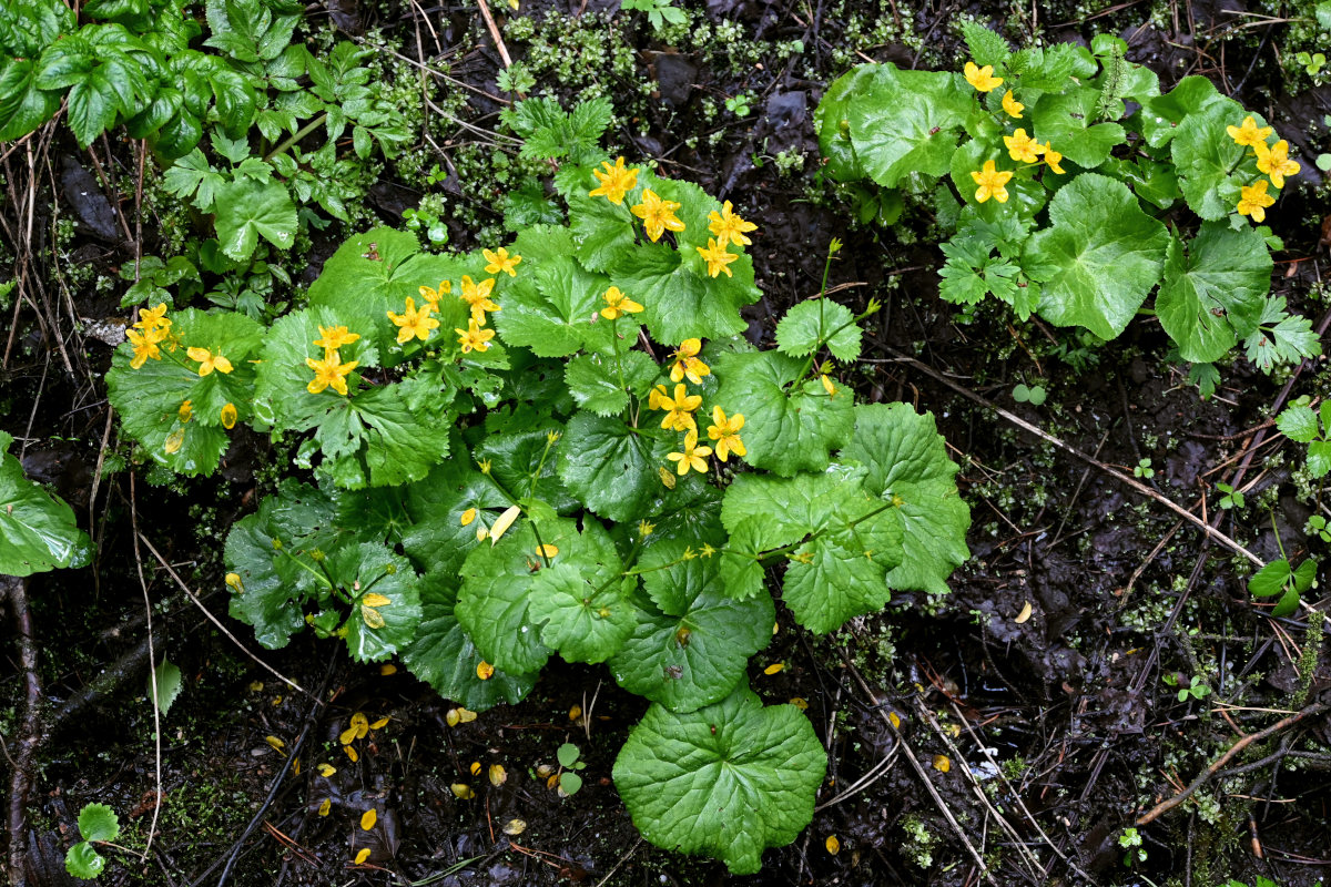 Image of Caltha palustris specimen.