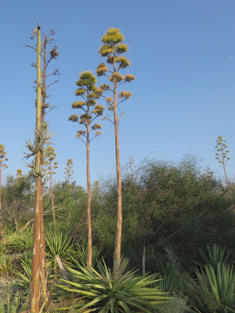 Image of Agave sisalana specimen.