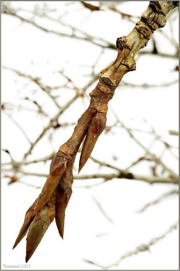 Image of Populus balsamifera specimen.