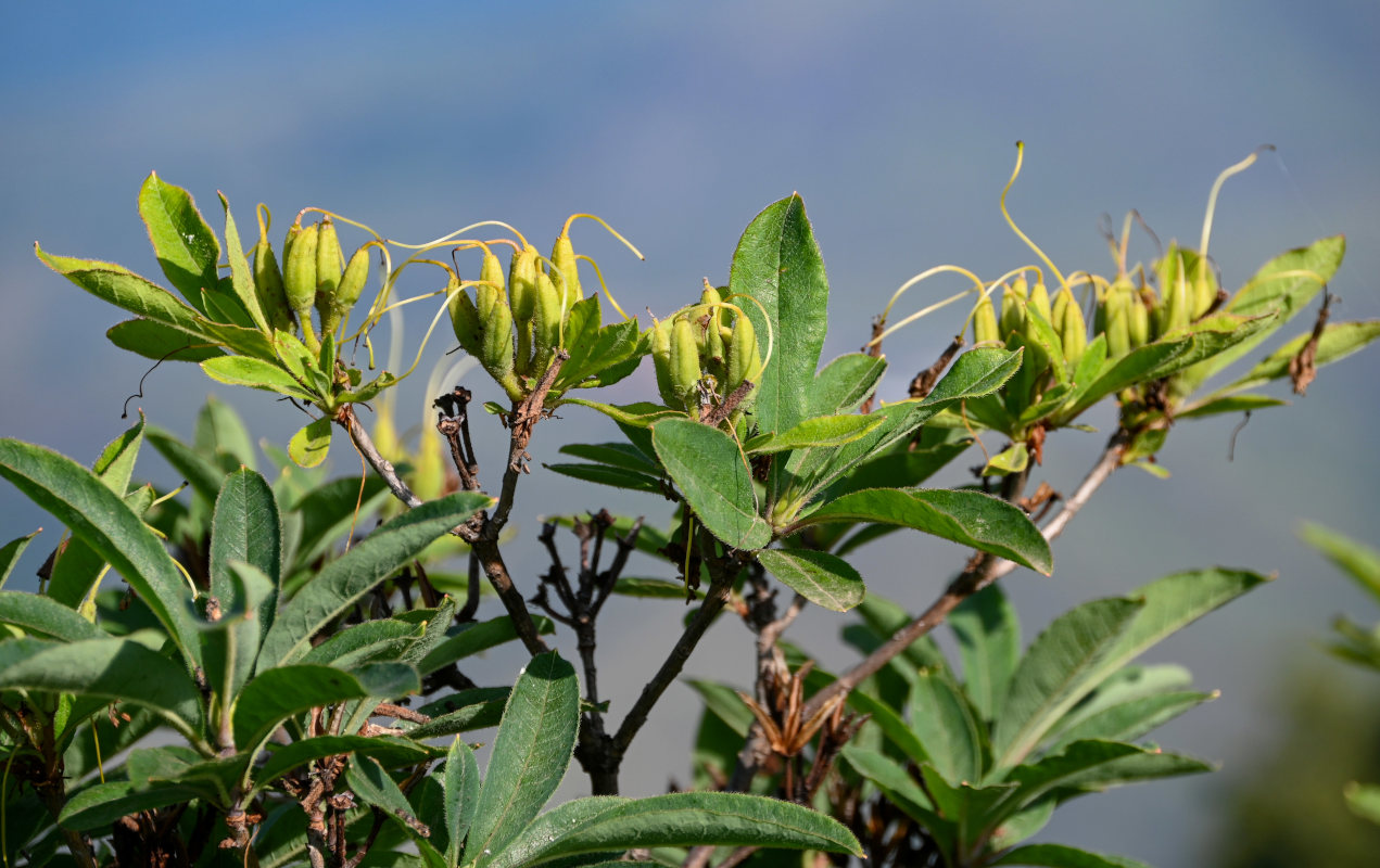 Image of Rhododendron luteum specimen.