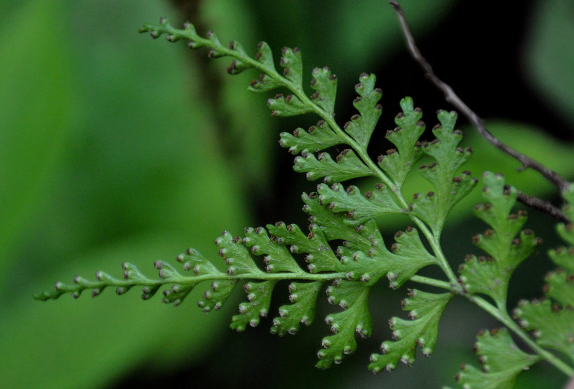 Image of Dennstaedtia wilfordii specimen.