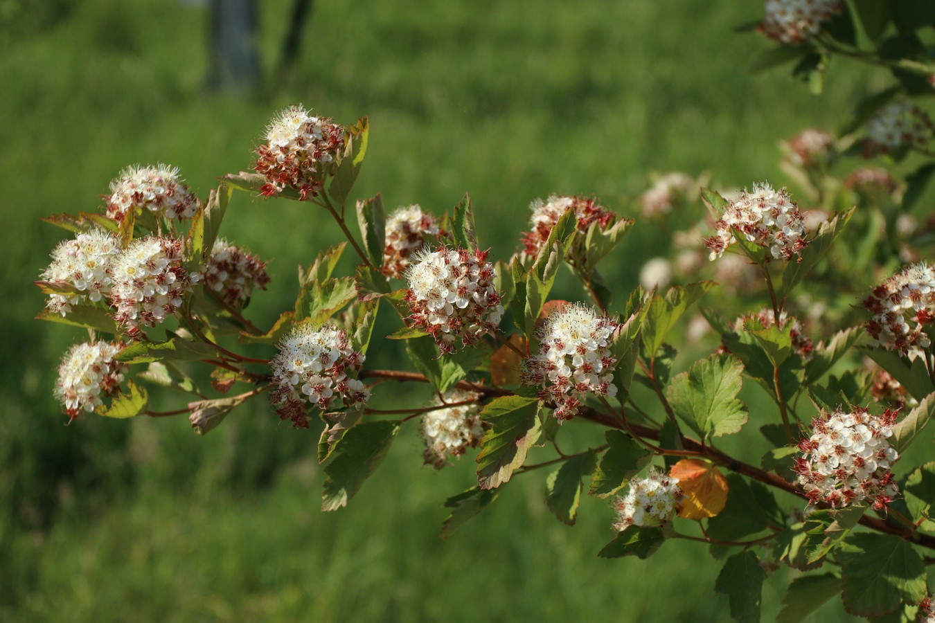 Image of Physocarpus opulifolius specimen.