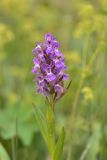 Dactylorhiza euxina