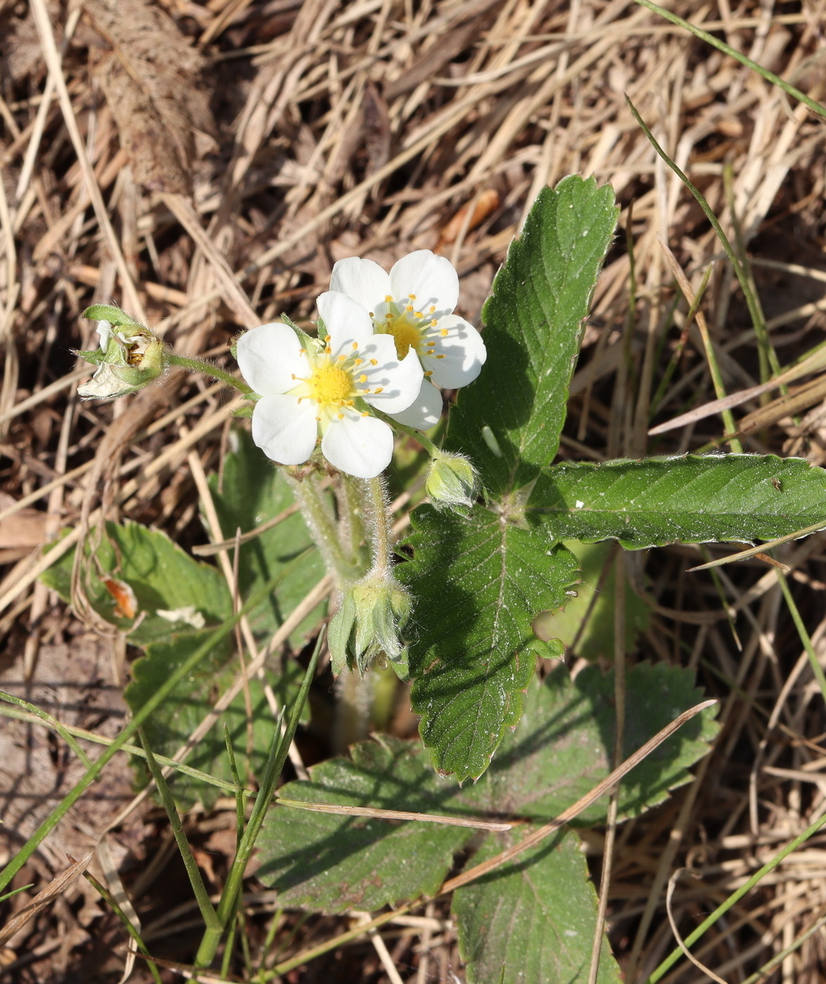 Image of Fragaria moschata specimen.