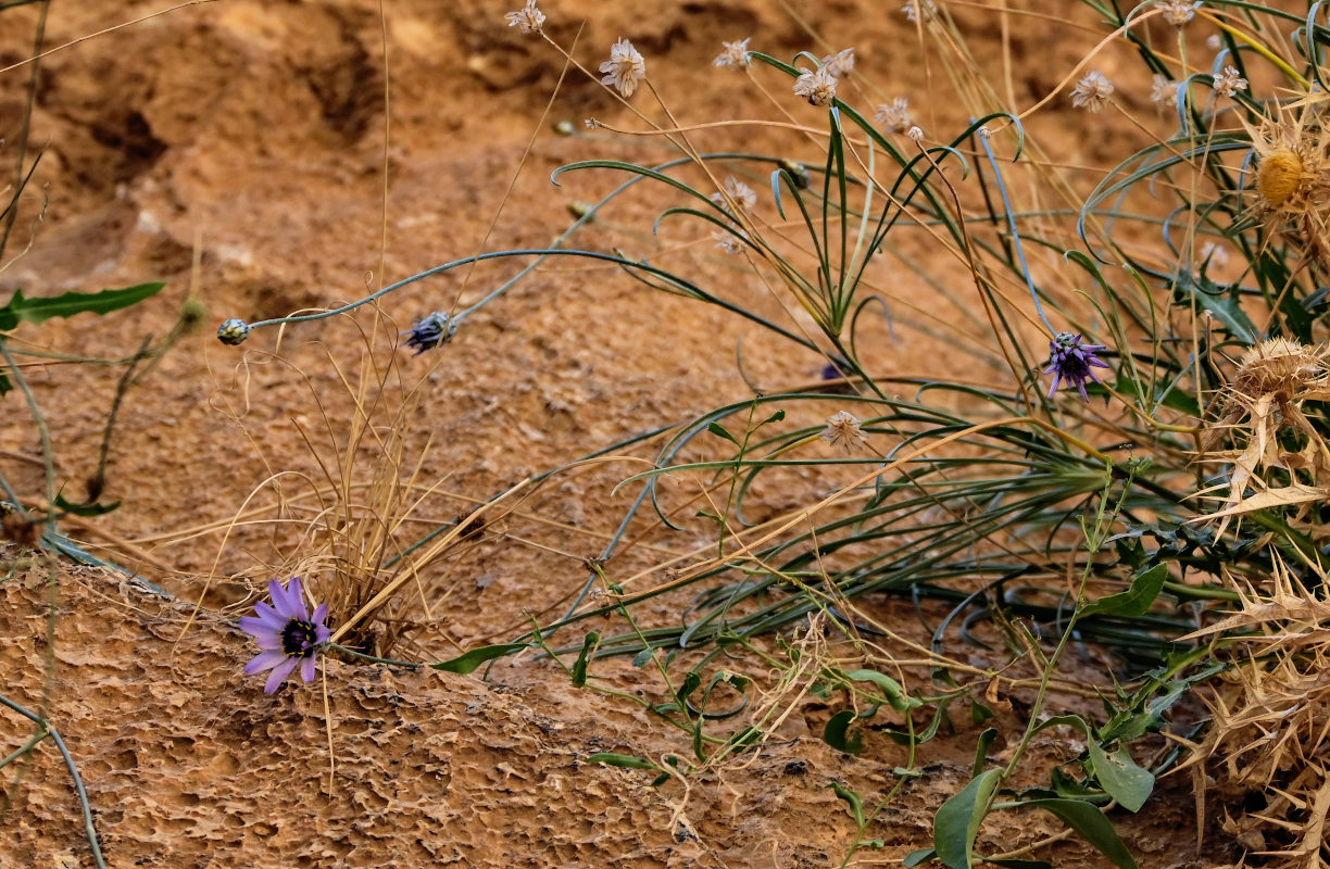 Image of Catananche caerulea specimen.