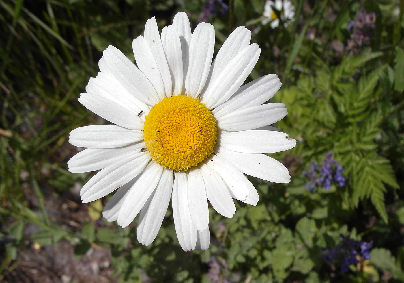 Image of genus Leucanthemum specimen.