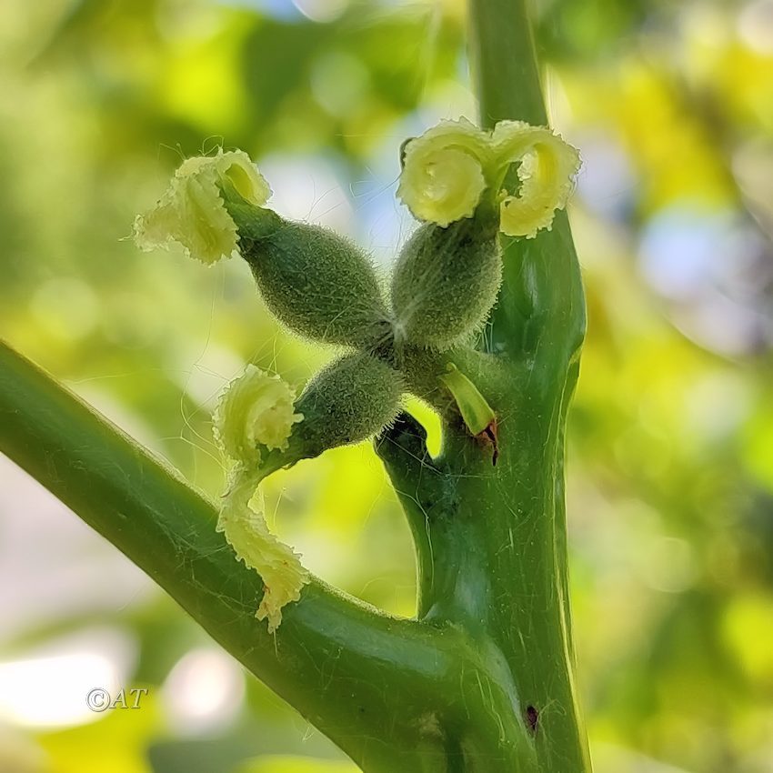 Изображение особи Juglans regia.