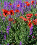 genus Papaver. Цветущие и плодоносящие растения в сообществе с Delphinium. Грузия, Самцхе-Джавахети, окр. г. Ахалцихе, окраина поля. 14.06.2023.