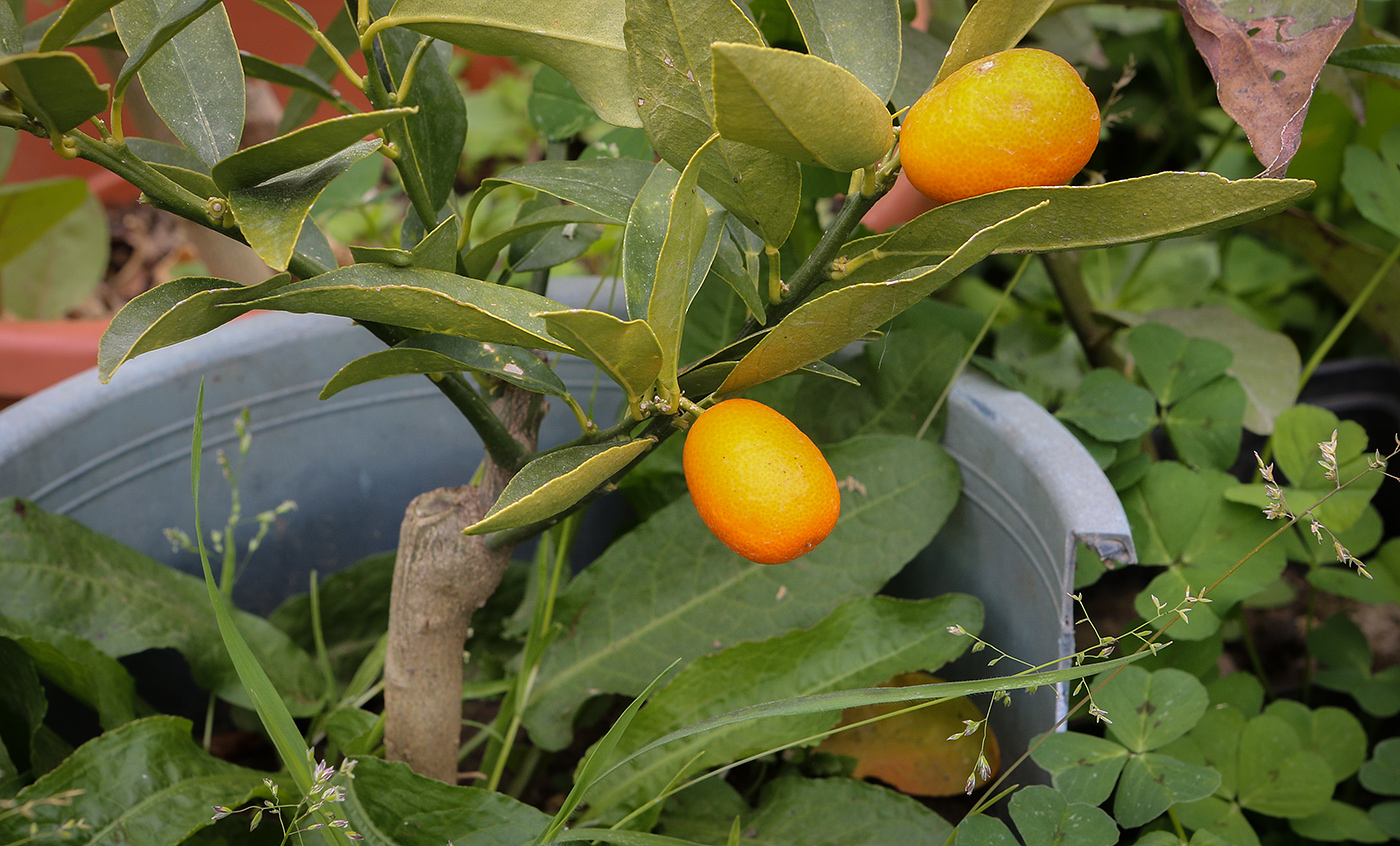 Image of Citrus japonica specimen.