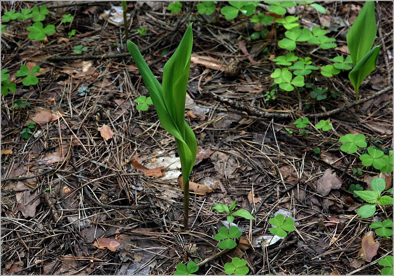 Изображение особи Convallaria majalis.