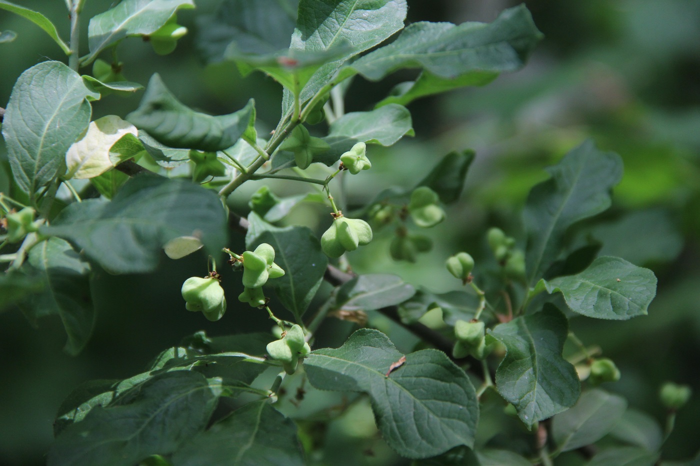 Image of Euonymus europaeus specimen.