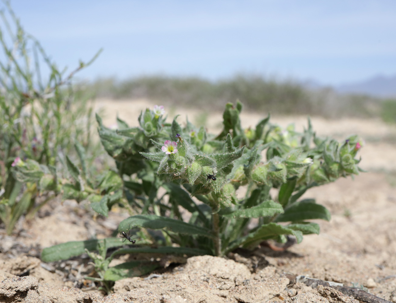 Image of Nonea caspica specimen.