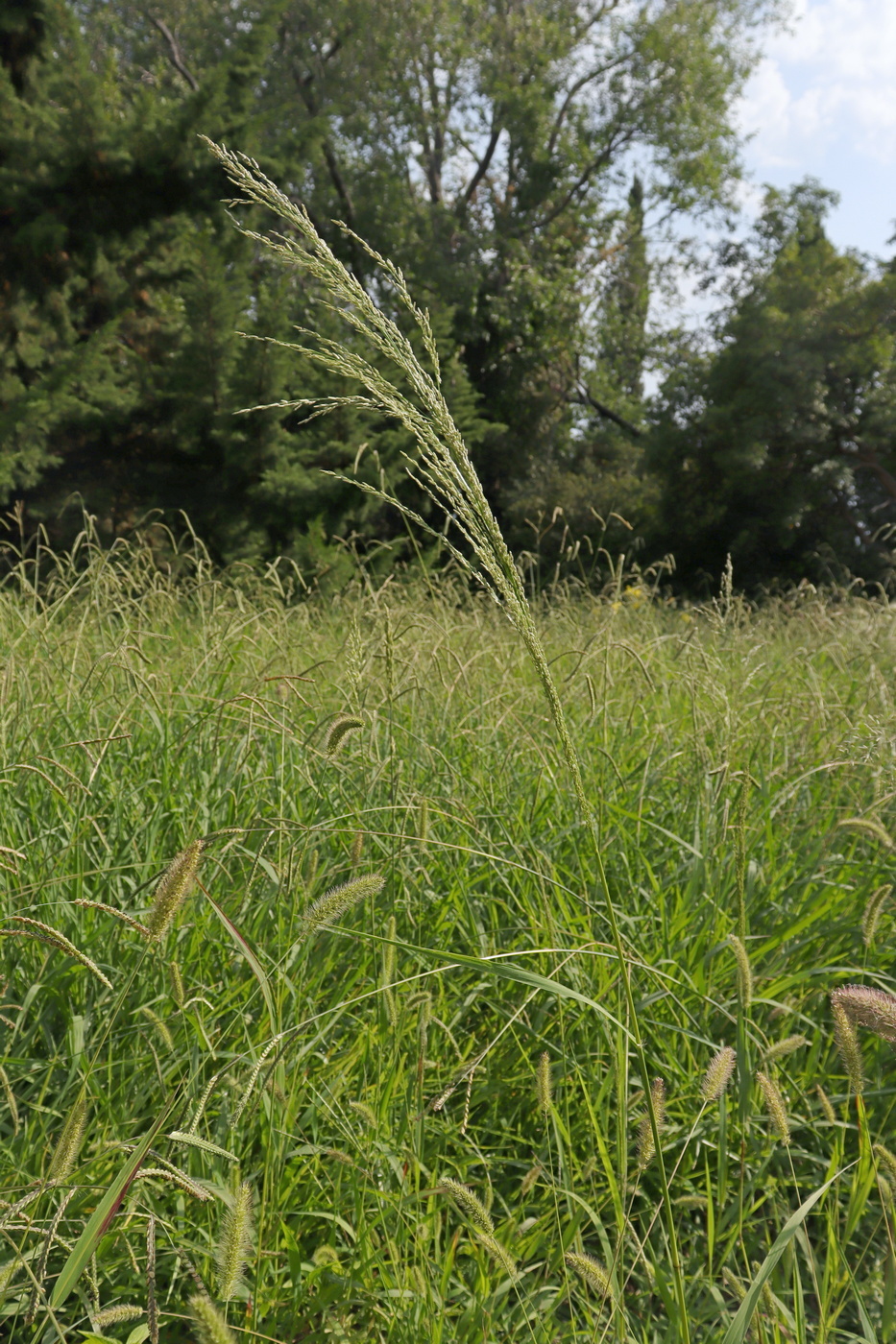 Изображение особи Eragrostis virescens.