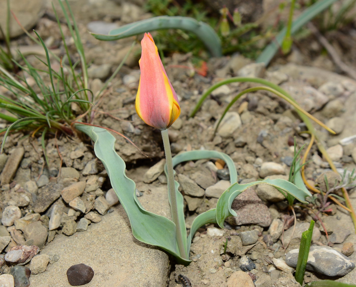 Изображение особи Tulipa ferganica.