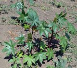 Ricinus communis