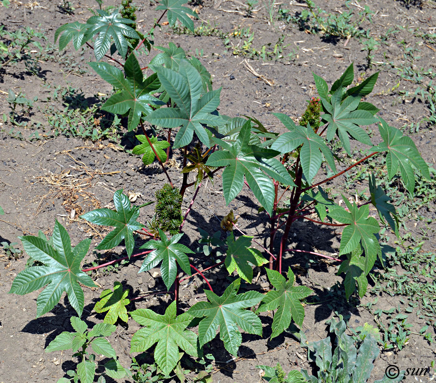 Изображение особи Ricinus communis.