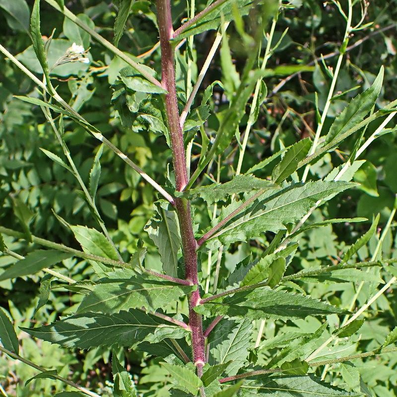 Image of Arabis pendula specimen.