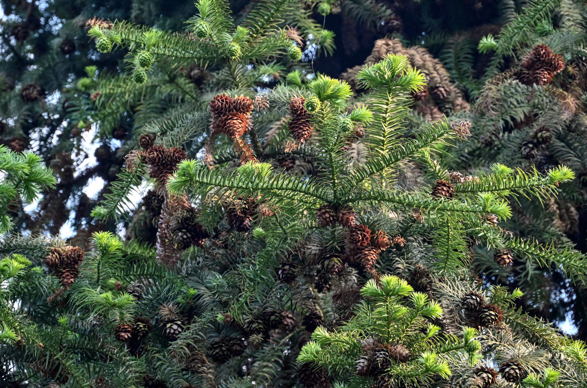 Image of Cunninghamia lanceolata specimen.