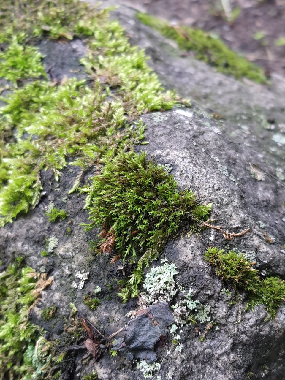 Изображение особи класс Bryopsida.