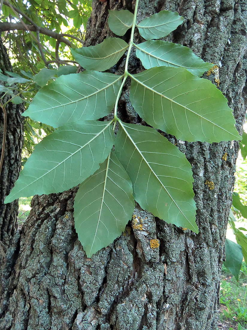 Image of Fraxinus excelsior specimen.