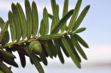 Taxus cuspidata. Часть побега с незрелой фруктификацией. Приморский край, Владивостокский ГО, о. Клыкова, широколиственный лес. 11.09.2024.