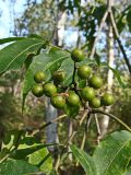 Phellodendron amurense. Соплодие с незрелыми плодами и пауком. Хабаровский край, г. Комсомольск-на-Амуре, Силинский лесопарк. 23.09.2024.