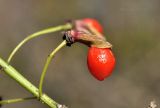 Euonymus sacrosanctus