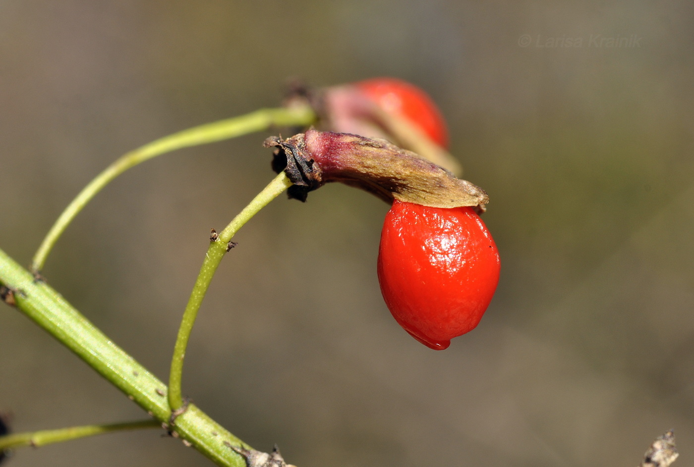 Image of Euonymus sacrosanctus specimen.