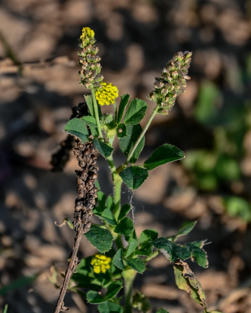 Image of Medicago lupulina specimen.