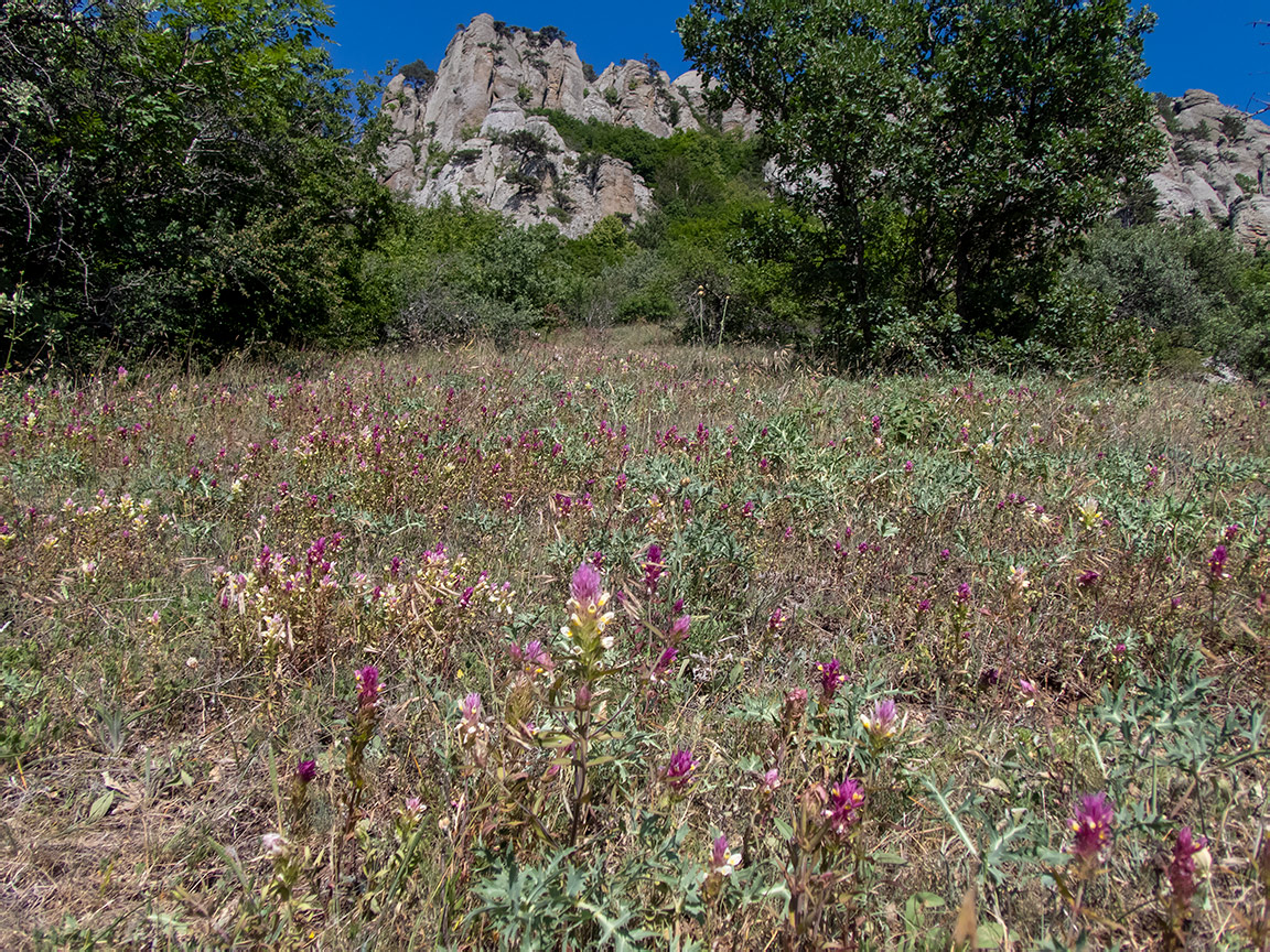 Image of Melampyrum arvense specimen.