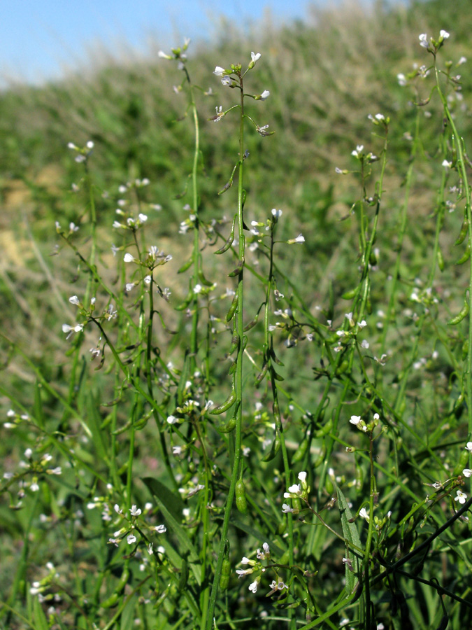 Image of Goldbachia pendula specimen.