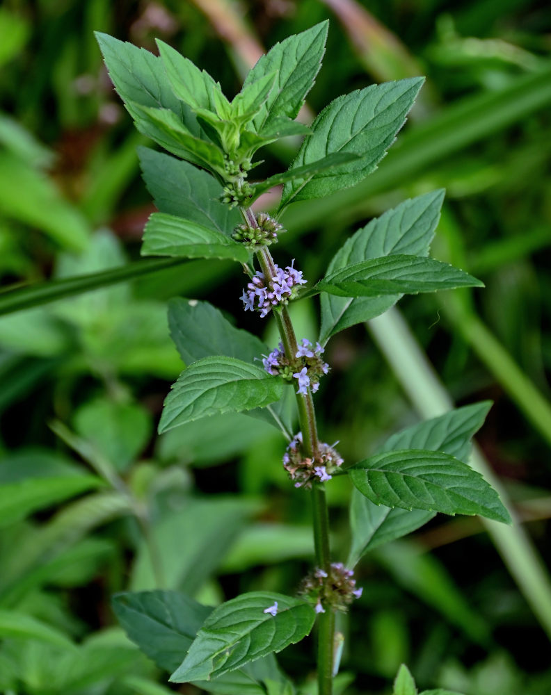 Изображение особи Mentha arvensis.