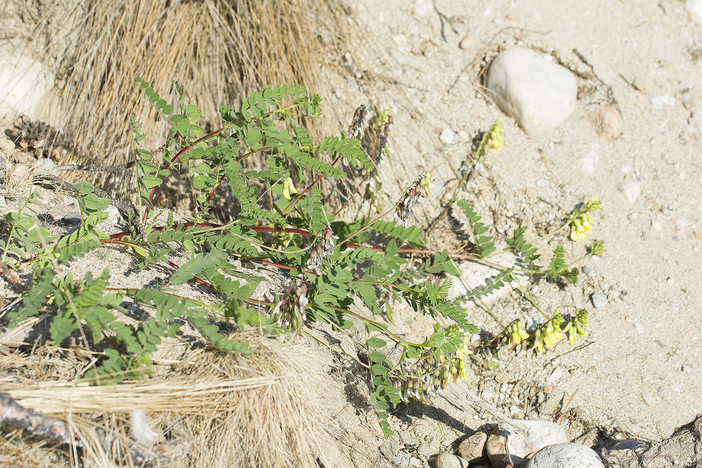 Изображение особи Astragalus propinquus.