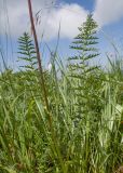 Filipendula vulgaris. Листья. Карачаево-Черкесия, Зеленчукский р-н, гора Джисса, ≈ 1600 м н.у.м., субальпийский луг. 14.06.2024.