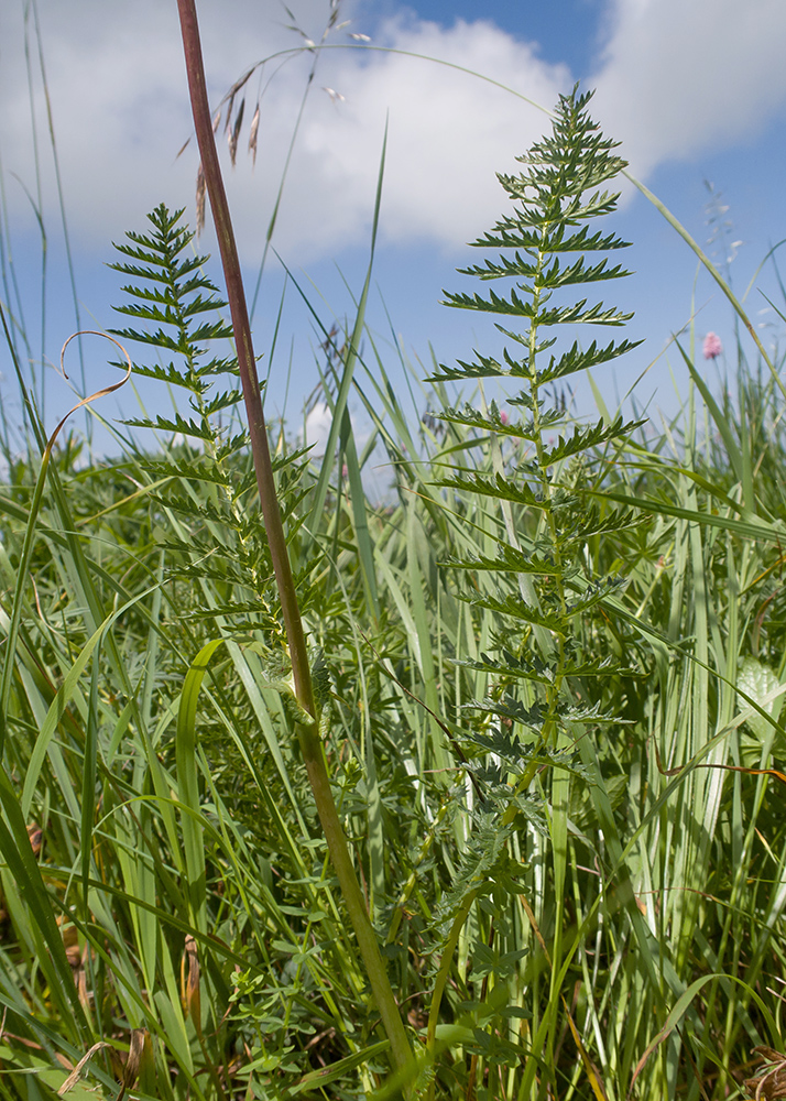 Image of Filipendula vulgaris specimen.