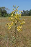 Senecio paucifolius. Верхняя часть цветущего растения. Ульяновская обл., Мелекесский р-н, долина р. Бирля, остепнённый луг с участками засоления. 12.08.2023.