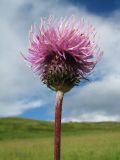 Cirsium serratuloides. Верхушка побега с соцветием. Казахстан, Западный Алтай, горы Таловка (Собачьи Горы) у пер. Седло в окр. с. Солдатово, ≈ 1450 м н.у.м., луговое разнотравье. 5 июля 2024 г.