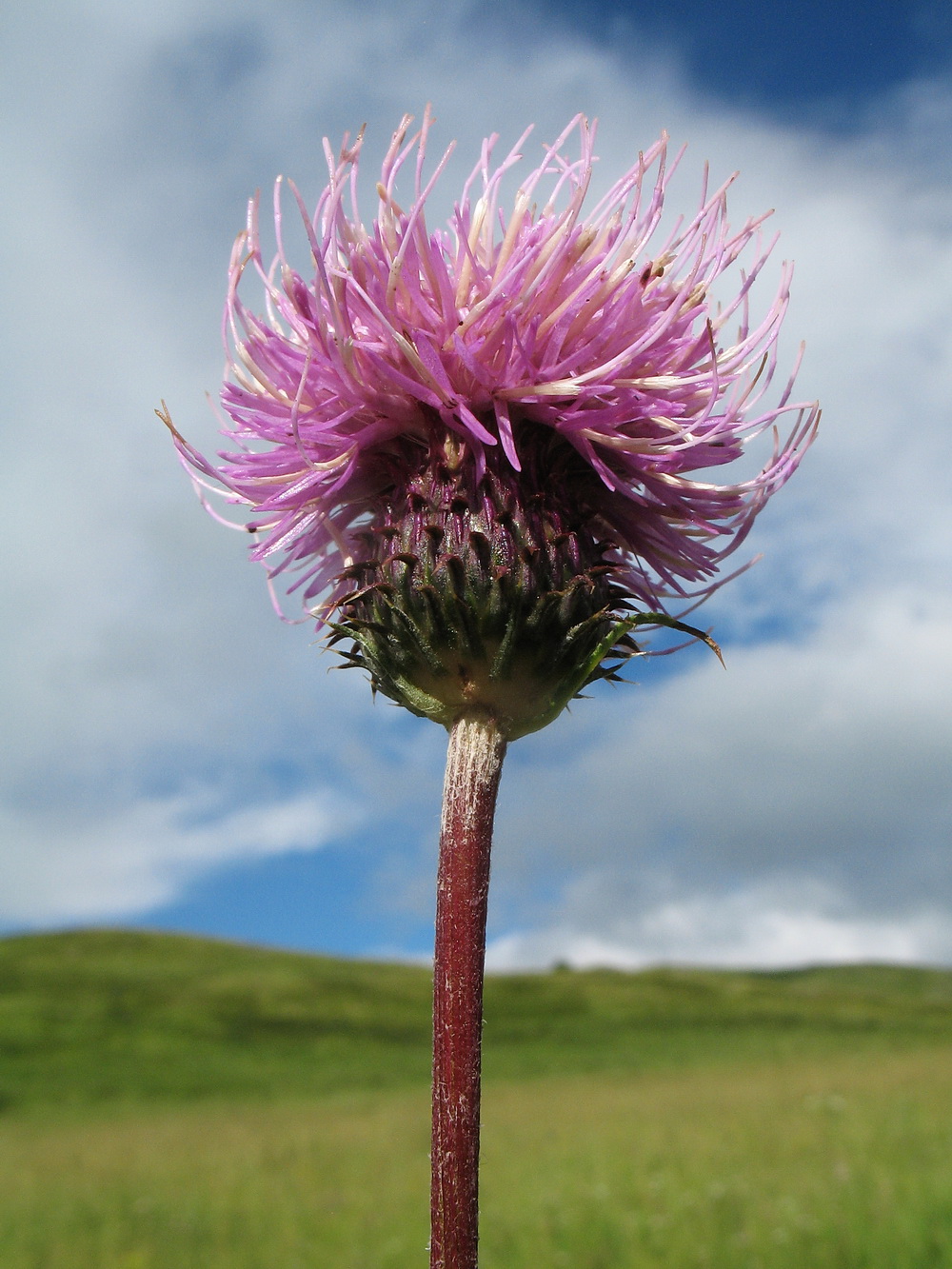 Изображение особи Cirsium serratuloides.