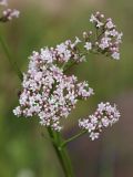 Valeriana salina. Соцветия. Ленинградская обл., Ломоносовский р-н, окр. Шепелёвского маяка; п-ов Каравалдай, берег Финского залива, приморский луг. 30.06.2024.