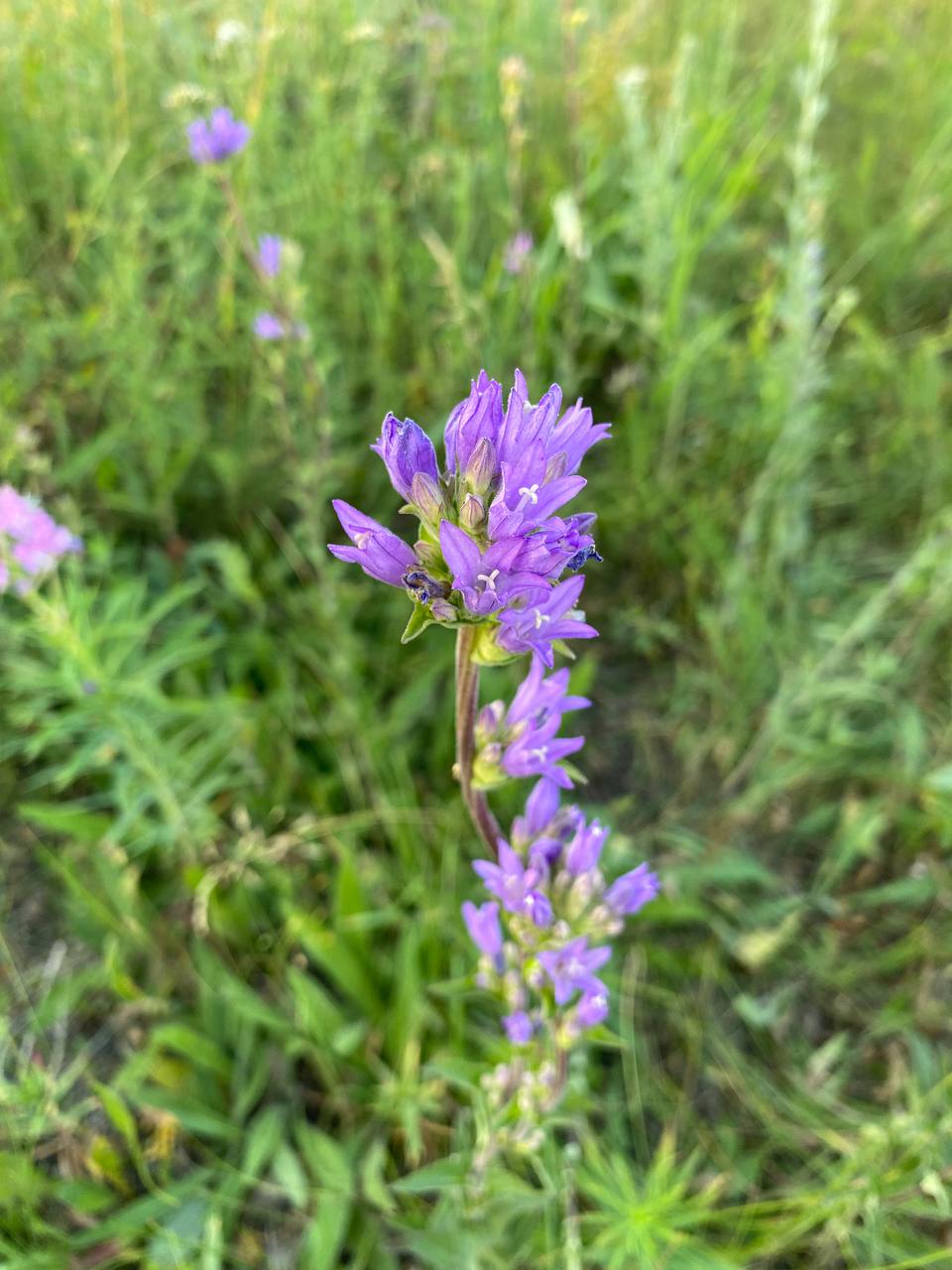 Image of Campanula glomerata specimen.